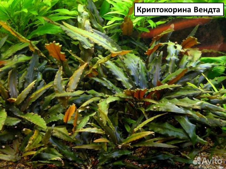 Эхинодорус, анубиас, криптокорина, папоротник и др