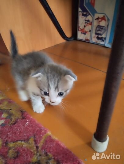 Отдам котят добрые руки
