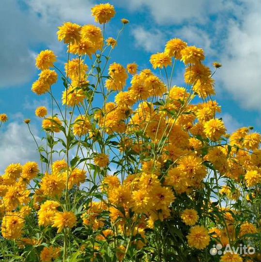 Золотой шар или рудбекия многолетник