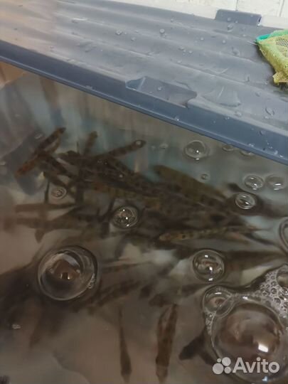 Живец пескарь, плотва,окунь,карась