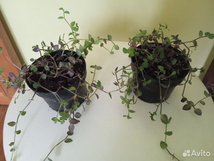 Традесканция мелколистная