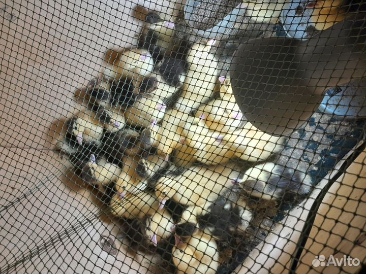 Продаю мускусных утят,из под утки