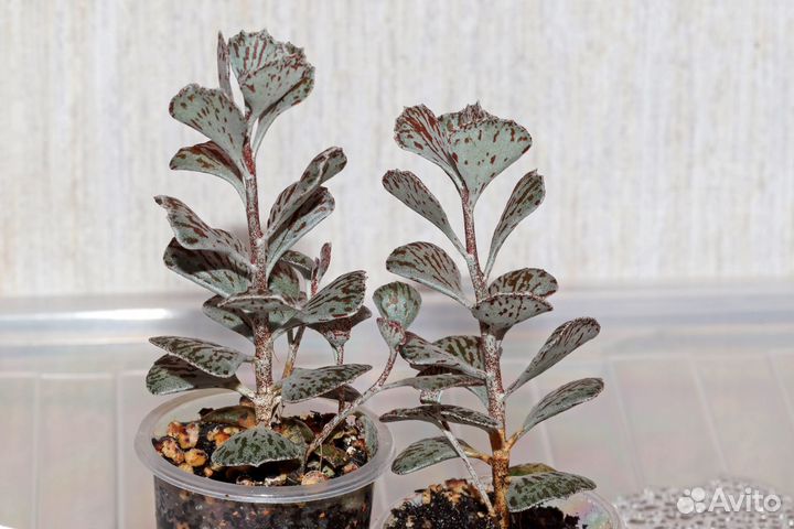 Суккуленты. Котиледон, эхеверия, каланхое и др