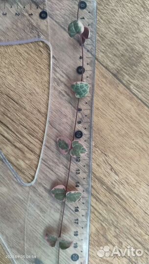 Церопегия вуда вариегатная