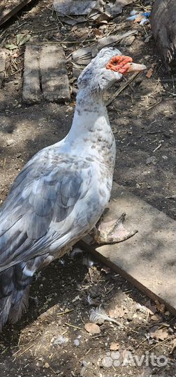 Селезень индоутки лаванда