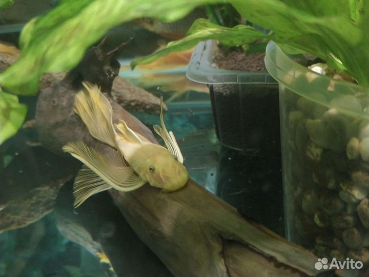 Анциструс Золотой вуалевый сом анциструс