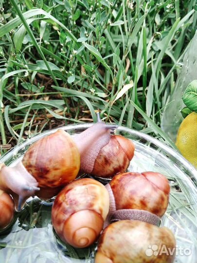 Улитки Архахатина Маргината Овум ух