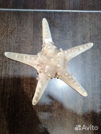 Морская звезда