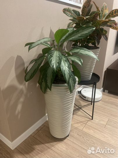 Аглаонема Сильвер Бэй