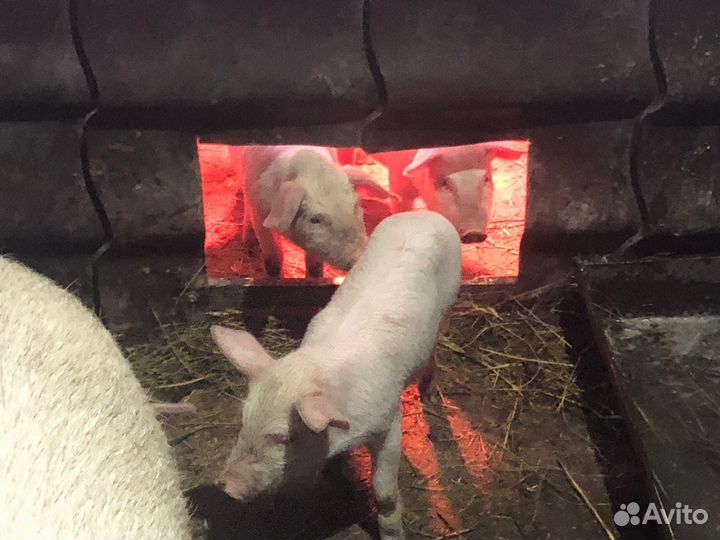 Поросята порода Ландрас, Крупная белая русская