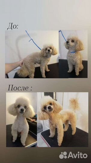 Стрижка собак в Темрюке