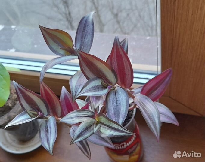 Герань,Алоэ,спатифиллум,традесканция,денежное дер