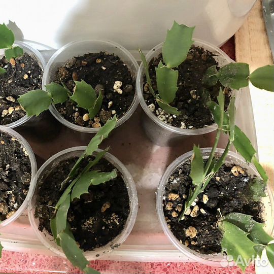 Рождественник