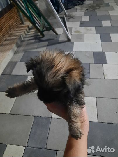 Щенки в добрые руки