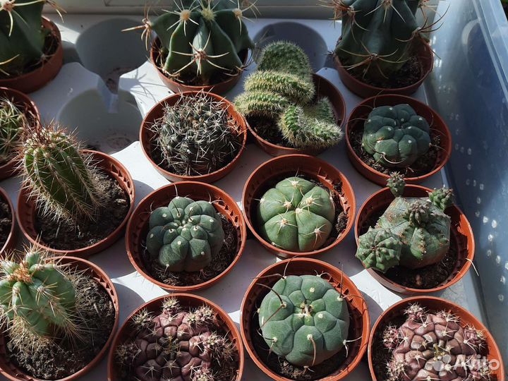 Кактусы редкие цветущие гимнокалициум