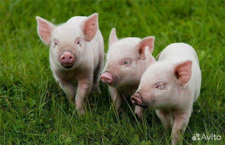 Поросенок ландрас