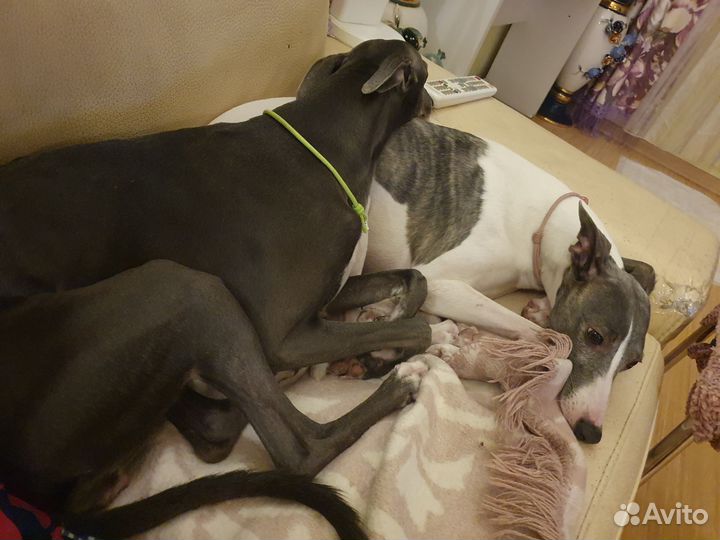 Передержка собак в домашних условиях, зооняня