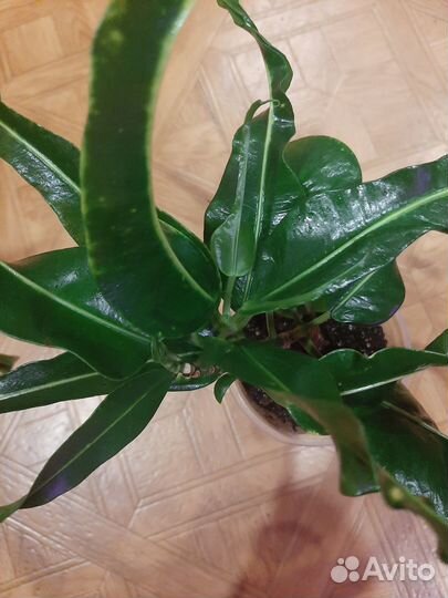 Продам кротоны