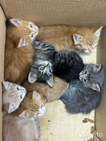 Котята в добрые руки