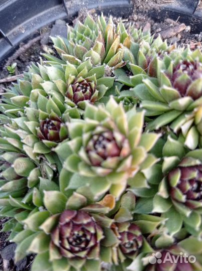 Молодило каменная роза