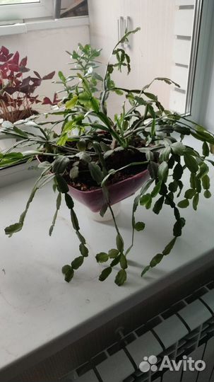 Декабрист, комнатное растение