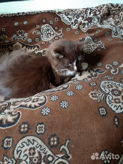 Кошка в дар