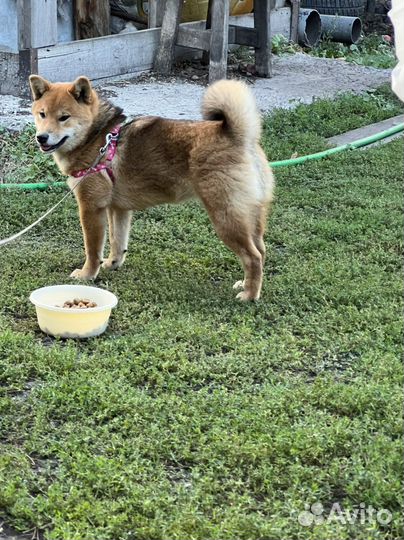 Сиба девочка