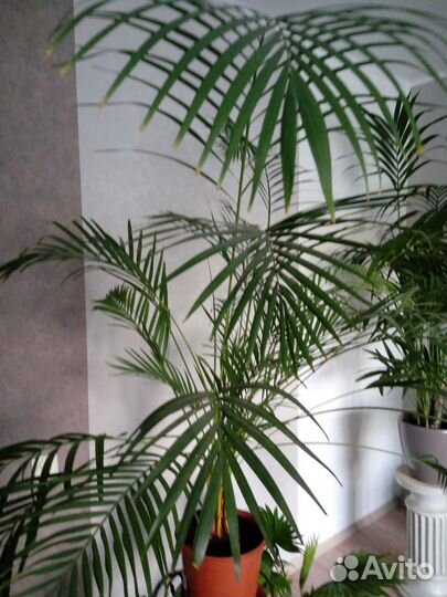 Пальма Арека