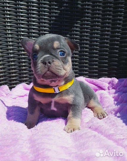 Лиловая девочка французик