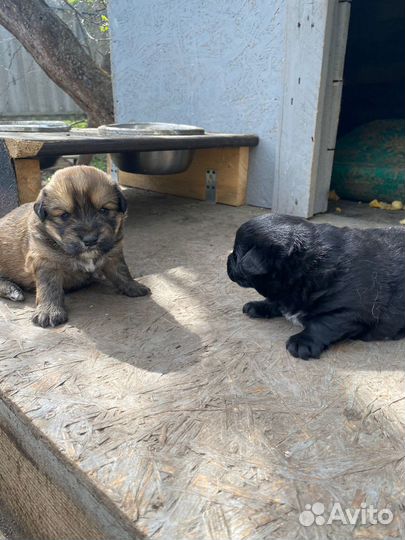 Отдам в добрые руки