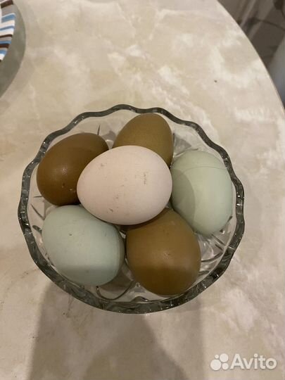 Молодые петушки