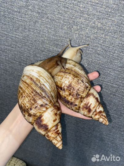 Улитки разные