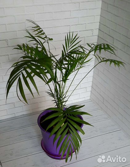 Хамедорея элеганс