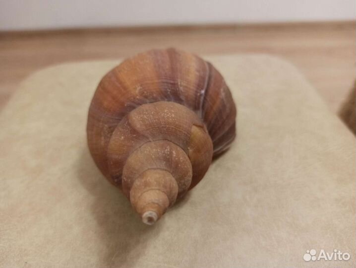 Морская раковина