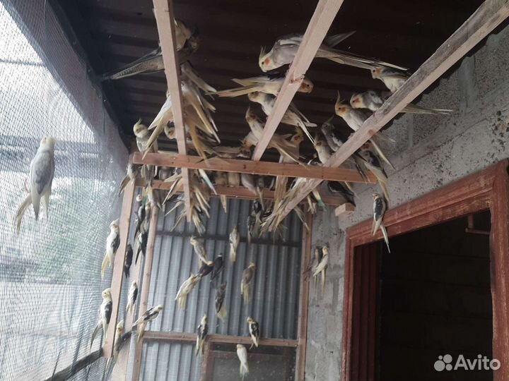 Попугай карелла оптом и в розницу