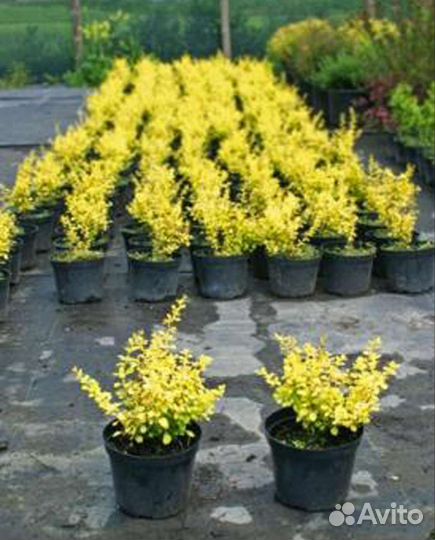 Пузыреплодник, барбарис