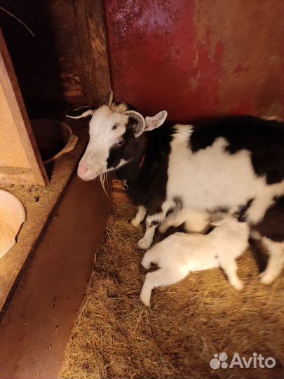 Дойная камерунская коза и камерунские козлики