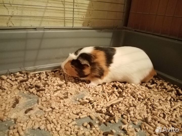 Морская свинка с клеткой