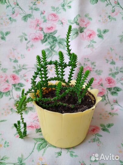 Суккуленты