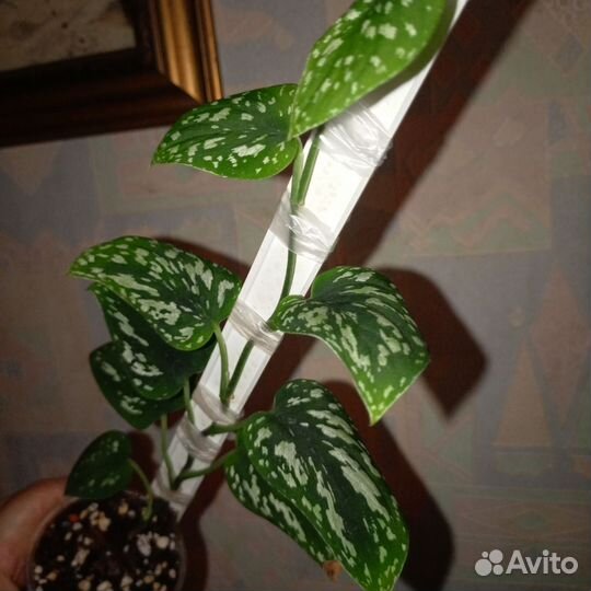 Сциндапсусы сортовые