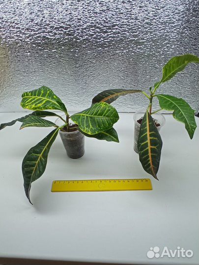 Кротон (кодиеум) Петра