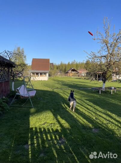 Передержка для собак