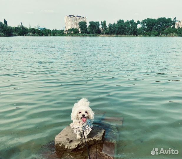 Мальтезе вязка, девочка