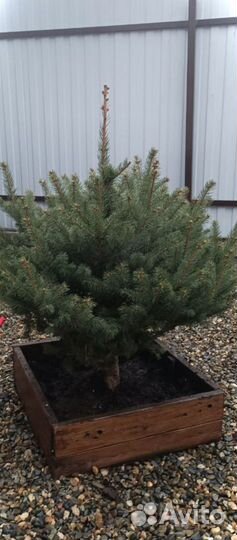 Ели от 0.8м