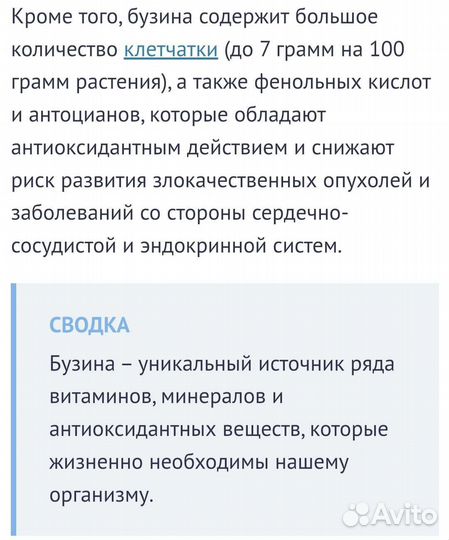 Бузина черная
