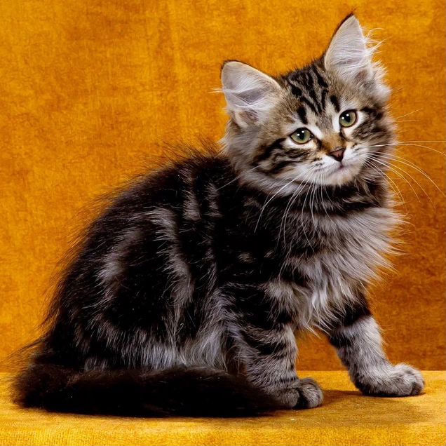 Сибирский котёнок
