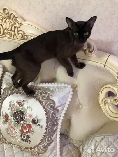 Бурманский кот на вязку