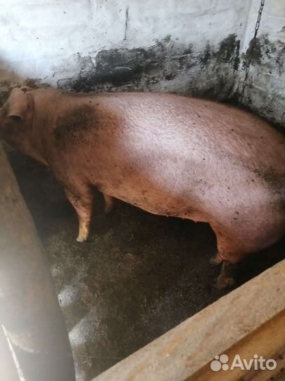 Хряк производитель