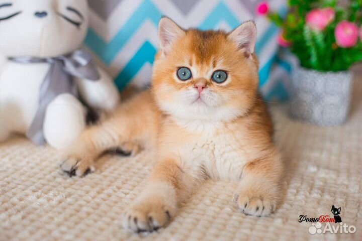 Британский котик шиншилла