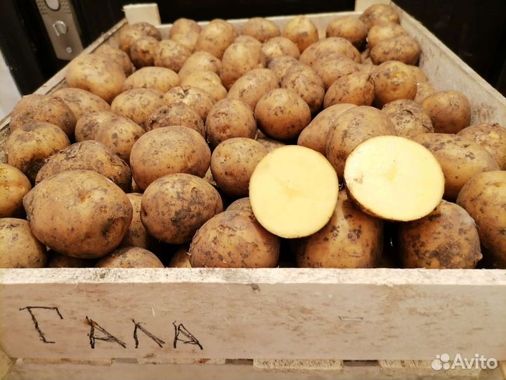 Семенной картофель